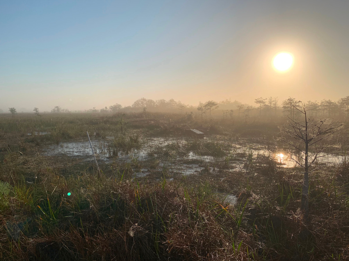 Everglades at dawn. Morning fog coats the dry season landscape near the PayHayokee Overlook at a freshwater marsh research site.